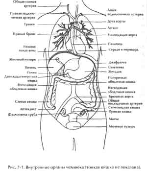 Схема органов брюшной полости мужчины расположения рисунок