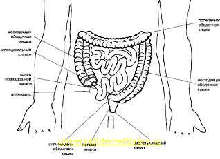 Расположение кишечника у мужчин схема спереди