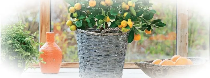 Можно ли вырастить мандариновое дерево в домашних условиях?