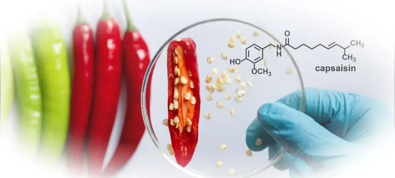 В чем содержится капсаицин